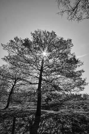 Black and white, tree silhouete with nice shadows and light rays, sunstar from the sunの写真素材