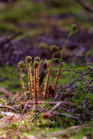 Unfolding fern fiddles growing up ,forest floor, with unsharp background in the morning sunlight shallow depth of fieldの写真素材
