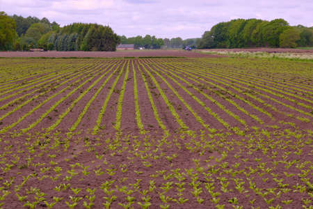 Wide fields surrounded by forest were newly planted crops are waiting for the rain to come. Drenthe, the Netherlands.の写真素材