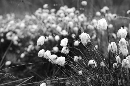 Black and white selective focus close-up of white cotton grass flower, scheucher wollegras, in a field with old branches and blue sky, shallow depth of field, with water dropsの写真素材