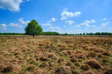 Lonely tree, yellow grass field, green trees background beautiful blue sky with white cloudsの写真素材