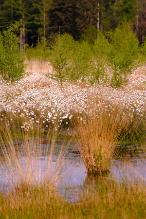 White cotton grass flower, scheucher wollegras, in a meadow, fen, swamp, water with shallow depth of fieldの写真素材
