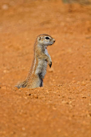 African ground squirrel, alert and standing up. Orange desert sand in Namibiaの写真素材