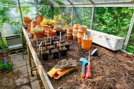 Small pots with plugs on a table for planting plant seeds in glass greenhouse. Vegetables or hurbs...