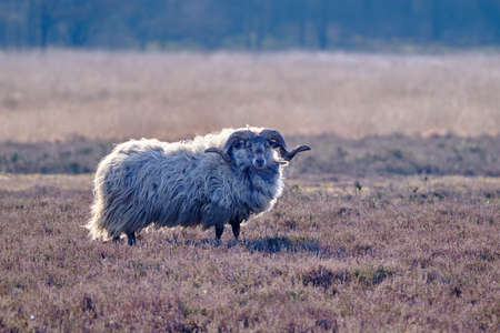 A Drents heather sheep in winter coat with long curved horns on the Meindersveen heath. Cold sunny day. Drenthe, Meindersveen, the Nertherlands.の写真素材