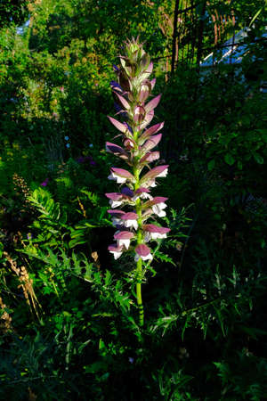 Acanthus spinosus flowers,Bears Breeches, Sea Dock, Bearsfoot, Oyster plant, herbaceous perennial plant in the Acanthaceae family. the Netherlandsの写真素材