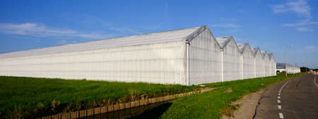 The exterior whitewashed greenhouse glass facade of commercial greenhouse next to road. the Netherlandsの写真素材