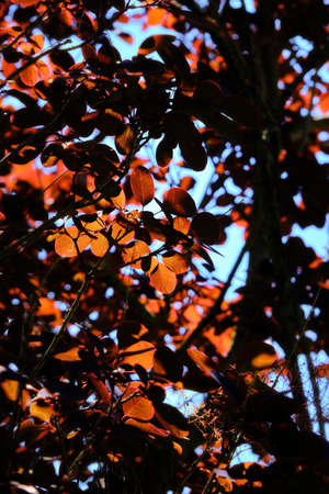 Bottom view of red leaves in tree top. Dark scene with warm red orange foliage. Netherlandsの写真素材