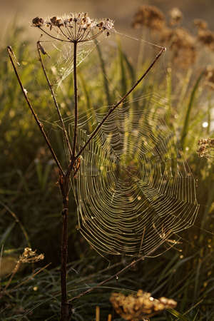 Dew covered spider web bathed in warm orange brown morning light in a green grass meadow with weeds and hogweed. Sunrise, Netherlandsの写真素材