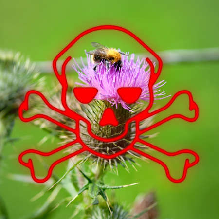 Skull hazard symbol overlay blooming thistle with a bumblebee, Bombus,full of pollen. Pesticides risk to wild bees and honeybees, Netherlands, EUの写真素材