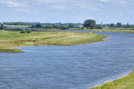 Typical Dutch river landscape where cows take bath in river, grassland, floodplain and the river Rhine near Wageningen, Gelderland, the Netherlands. The city of Arnhem in the backgroundの写真素材