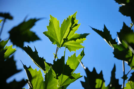 Fresh green leaves of plane tree against summer blue sky. Selective focus foliage. Latin name ,Platanus x hispanica, Platanus x acerifolia. the Netherlandsの写真素材
