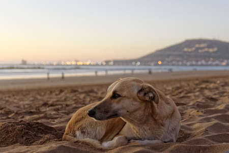 Stray dog on beach, Agadir, Morocco, Africa. Evening sunset with unsharp sea, sand, harbor and mountain in backgroundの写真素材