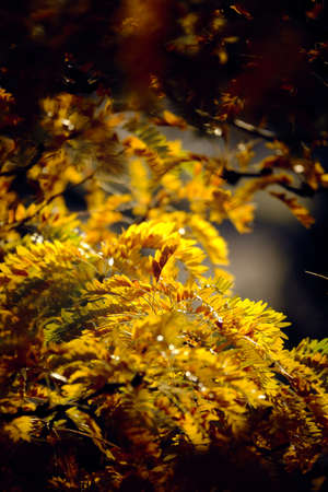 Yellow, orange and brown autumn leaves and foliage from a Robinia pseudoacacia tree in a dark frame....