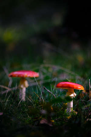 Multiple red mushroom with white dots in a ray of sunlight,red amanita, fly agaric. Dark scene on a wet forest floor with grass and brown autumn foliage in fall. Amersfoort, the Netherlands. Okt 2020の写真素材
