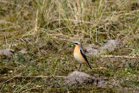 Northern Wheatear, Oenanthe oenanthe leucorhoa-male, in dunes between marram grass, migrating through the netherlands to recuperate. 23-4-21 Ameland, the Netherlands.の写真素材