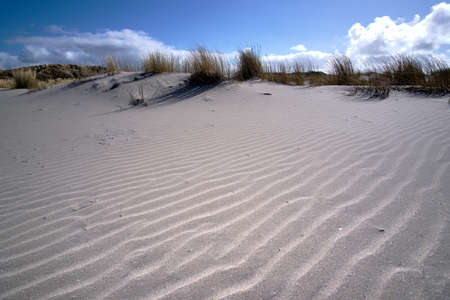 Dutch dunes with white sand ripple pattern, beach grass on the beach with a blue sky with white clouds. Netherlands, Ameland 2021の写真素材