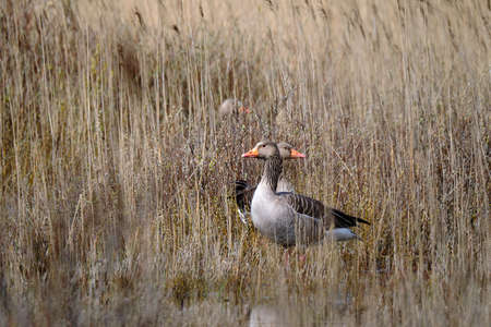 Nesting greylag geese watchful in the reeds. Bird breeding area and dune nature reserve, reed collar close to Hollum, Ameland, the Netherlands. 2021. Dutch farmers suffer a lot from geese.の写真素材