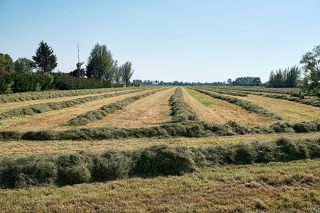 Leerdam, the Netherlands June1,2021:Grassland with rows of grass ready to be ensiled. Dutch farmers race against the rain to hay, mow, rake and silage. All farmers and family are on the land to workの写真素材