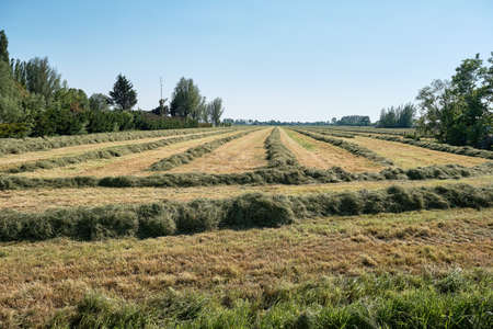 Leerdam, the Netherlands June1,2021:Grassland with rows of grass ready to be ensiled. Dutch farmers...