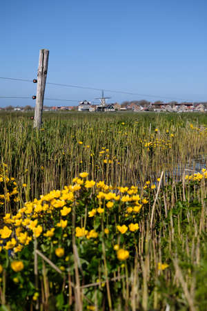 Typical dutch polder landscape with ditch, barbed wire fence, Marsh Marigold flowers and grassland. Background Dutch village with historic houses, mill and a lighthouse. Ameland, Hollum,April 2021の写真素材