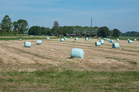 Freshly mown grassland with hay bales in plastic, farm with cows in the background. Dutch picture with a blue sky. Dutch farmers race against the rain to hay, mow, rake and silage. Lelystad, June 2021の写真素材