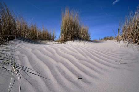 Dutch dunes with white sand ripple pattern, beach grass on the beach with a blue sky with white clouds. Netherlands, Ameland 2021の写真素材