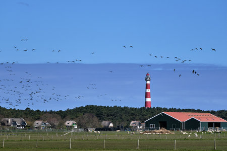 Typical Dutch landscape with a farm, farmland with a flock of geese in the sky and the lighthouse of...