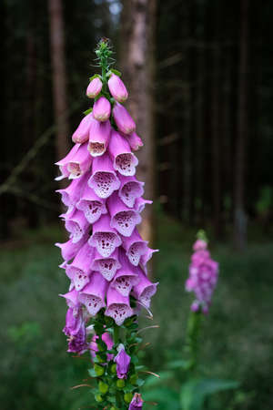 Digitalis purpurea flower, foxglove,common foxglove, purple foxglove,ladys glove. Dark unsharp trees and forest in background. Amersfoort,the netherlands.Original source of the heart medicine digoxinの写真素材