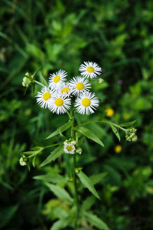 Closeup of Erigeron annuus, Annual fleabane or Erigeron annuus or Daisy fleabane or Eastern daisy fleabane herbaceous with dark green unsharp background. Amersfoort, the Netherlandsの写真素材