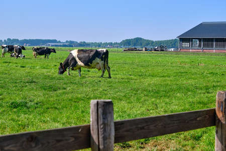 The Netherlands,Sep 8,2021-Cows in pasture with farm in the background. Dutch government wants to expropriate farmers to reduce livestock to solve the nitrogen crisis for housing and road constructionの写真素材