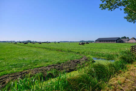 The Netherlands,Sep 8,2021-Cows in pasture with farm in the background. Dutch government wants to expropriate farmers to reduce livestock to solve the nitrogen crisis for housing and road constructionの写真素材