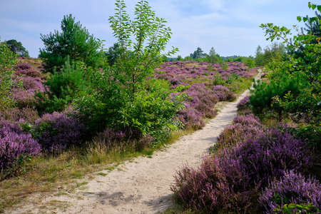 Purple Pink Heather with walking path. Heathland and forest area called Den Treek Henschoten,part of the Utrechtse Heuvelrug,Utrecht Hill Ridge.National park ,Netherlands, Amersfoortの写真素材