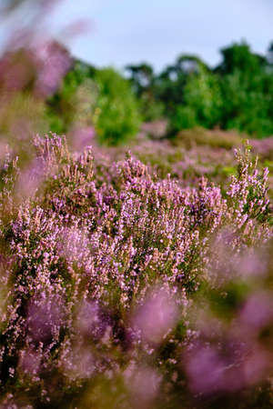 Purple Pink Heather with selective field of focus. Heathland and forest area called Den Treek Henschoten,part of the Utrechtse Heuvelrug,Utrecht Hill Ridge.National park in the Netherlands, Amersfoortの写真素材