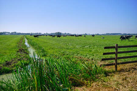The Netherlands,Sep 8,2021-Cows in pasture with farm in the background. Dutch government wants to expropriate farmers to reduce livestock to solve the nitrogen crisis for housing and road constructionの写真素材