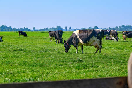 cows in pasture with farm in the background. Dutch government wants to expropriate farmers to reduce livestock to solve the nitrogen crisis for housing and road constructionの写真素材