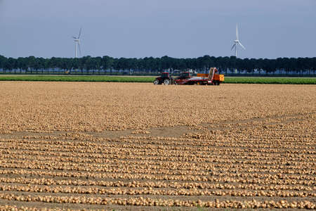 Rows of harvested onions, drying in a agricultural field waiting to be picked up. Tractor and onion loader in background. Flevoland province, the Netherlandの写真素材