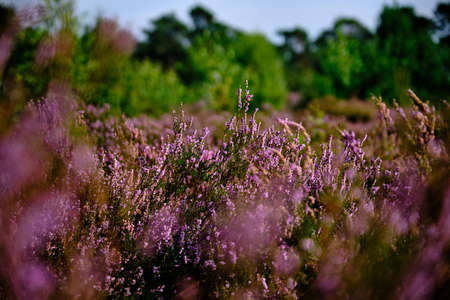 Purple Pink Heather see through with trees on the side. Heathland and forest area called Den Treek Henschoten,part of the Utrechtse Heuvelrug,Utrecht Hill Ridge.National park ,Netherlands, Amersfoortの写真素材