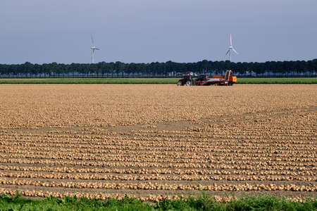 Rows of harvested onions, drying in a agricultural field waiting to be picked up. Tractor and onion loader in background. Flevoland province, the Netherlandの写真素材