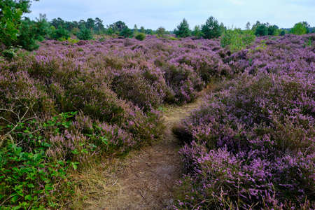 Purple Pink Heather with walking path. Heathland and forest area called Den Treek Henschoten,part of the Utrechtse Heuvelrug,Utrecht Hill Ridge.National park ,Netherlands, Amersfoortの写真素材
