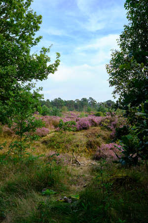 Purple Pink Heather see through with trees on the side. Heathland and forest area called Den Treek Henschoten,part of the Utrechtse Heuvelrug,Utrecht Hill Ridge.National park ,Netherlands, Amersfoortの写真素材