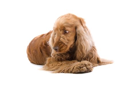 A cute Cocker Spaniel dog  isolated on a white studio backgroundの写真素材