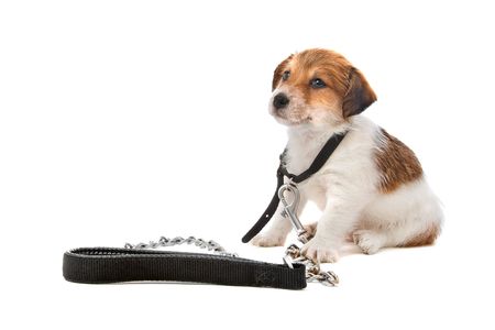 jack russel terrier puppy wearing a collarの写真素材