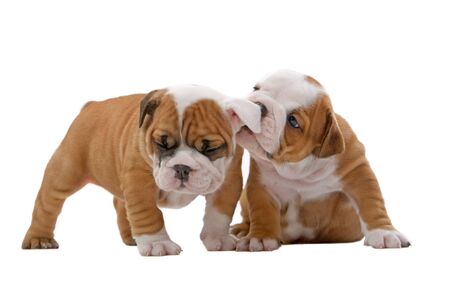 English bulldog puppiesの写真素材