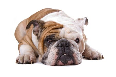 resting English bulldog  の写真素材