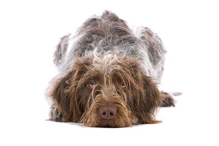 german wire haired pointer isolated on whiteの写真素材