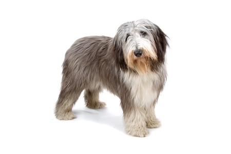 bearded collie dog isolated on a white backgroundの写真素材