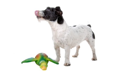 jack russel terrier dog and a toyの写真素材