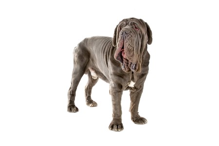 Mastino Napoletano, Mastino, Neapolitan Bulldog の写真素材