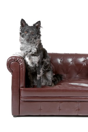 hungarian mudi dog sitting on a couchの写真素材